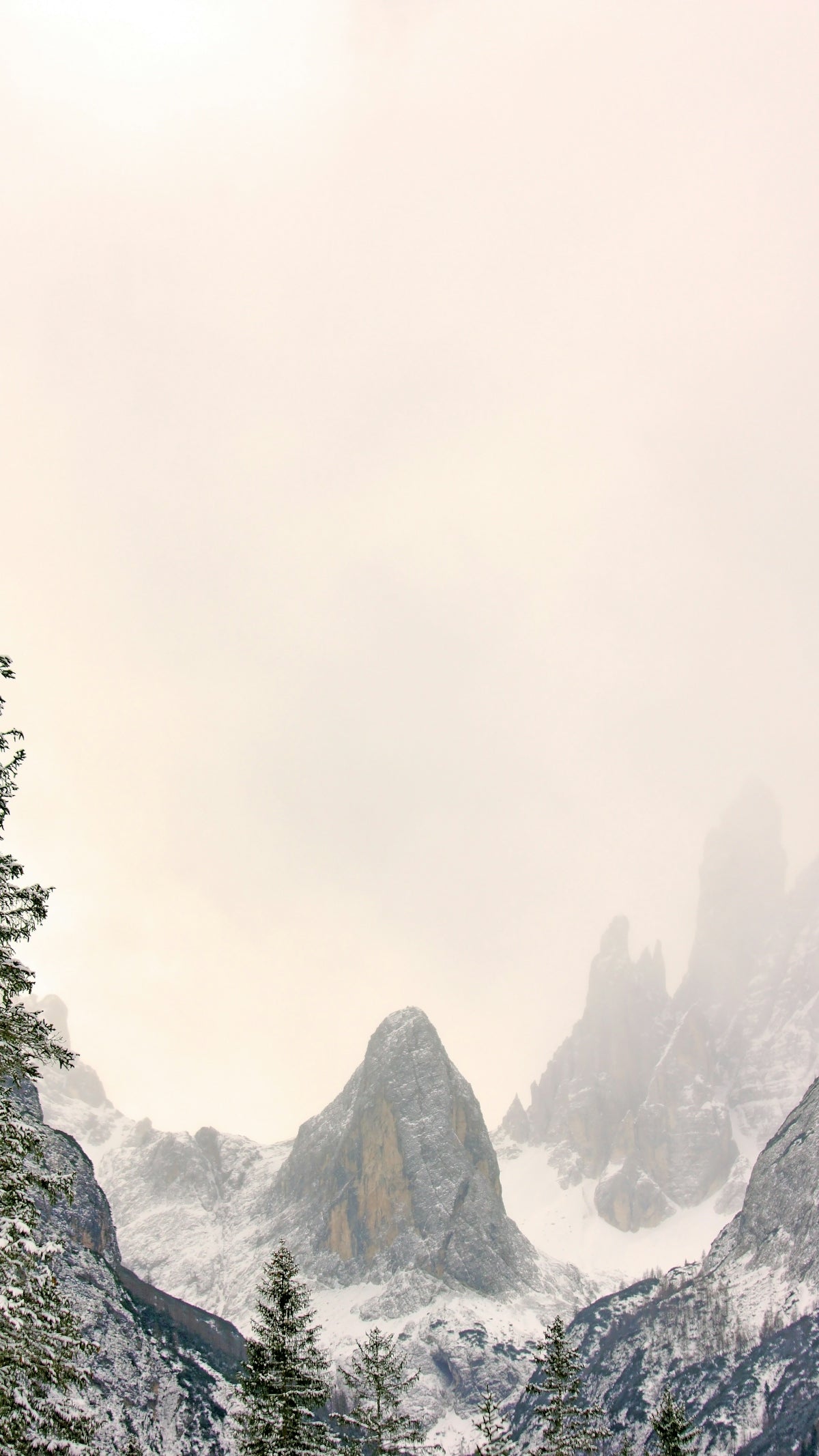 green pine trees on mountain